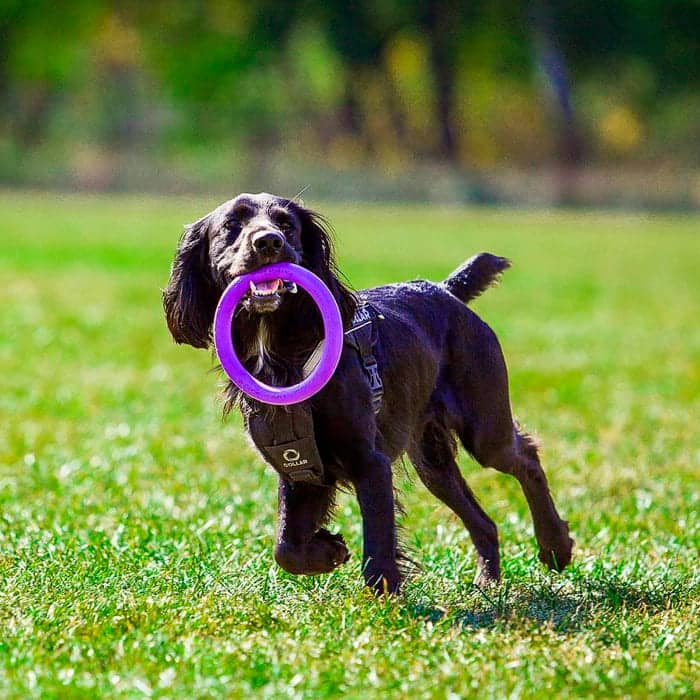 Dog Puller Midi interaktīvā rotaļlieta suņiem 20cm